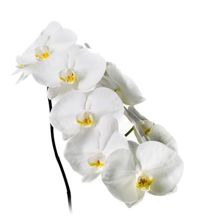 White Phalaenopsis Orchid, June Flowers, Dutch Flowers, Tropical Bridal, Tropical Bridal Showers, Bouquets Wedding, Pot Plants, Flower Guide, Flower Bucket