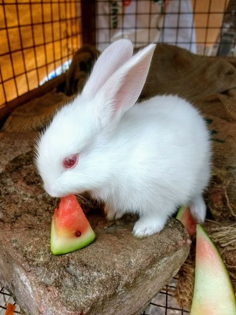 20 days old cute bunny baby eating watermelon. Bunny Eating Strawberry, Bunny Eating, Strawberry Drawing, Sculpture Inspiration, Eating Watermelon, Rabbit Eating, Baby Eating, Skull Wallpaper, Baby Bunnies