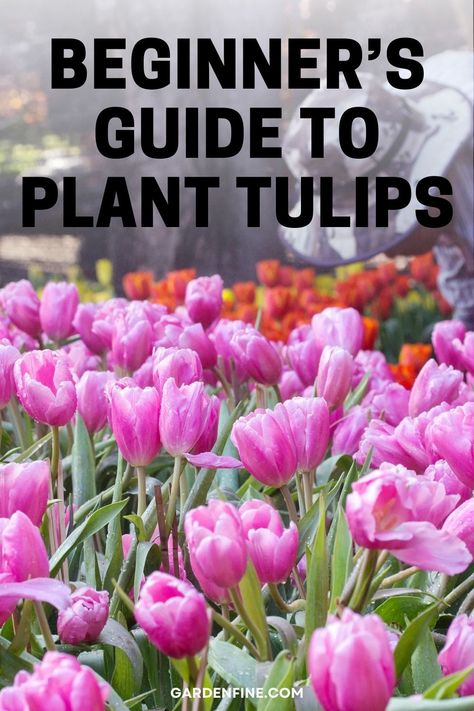 Pin this for expert tips on planting tulips like a pro! Learn the beginner's guide to growing stunning tulips in your garden. #GardeningTips #TulipPlanting #FlowerGardening When Do You Plant Tulips Bulbs, Tulip Flowerbed, Tulip Garden Layout, When To Plant Tulip Bulbs, How To Plant Tulips, Tulip Planting, When To Plant Tulips, Plant Tulips, Growing Tulips