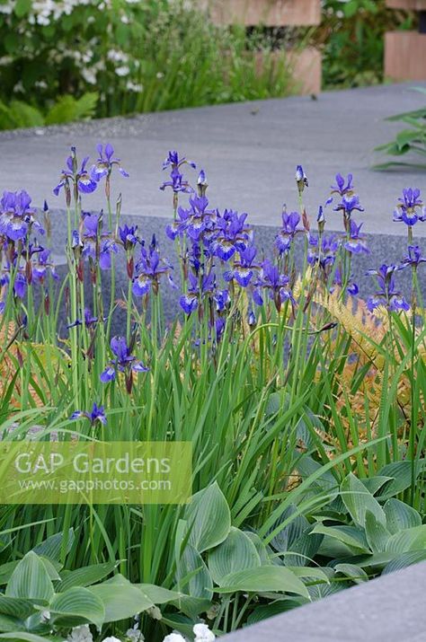 Siberian Iris Landscaping, Iris In Garden Bed, Siberian Iris, Iris Sibirica, Wind Garden, Iris Cottage Garden, Caesars Brother Siberian Iris, Plant Photography, Plant List