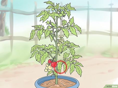 Tomato Plants Growing Tips, Building A Wind Turbine, Patio Tomatoes, Tumbling Composter, Pruning Tomato Plants, Rainbow Eucalyptus, Plants Growing, Pitcher Plant, Plant Guide