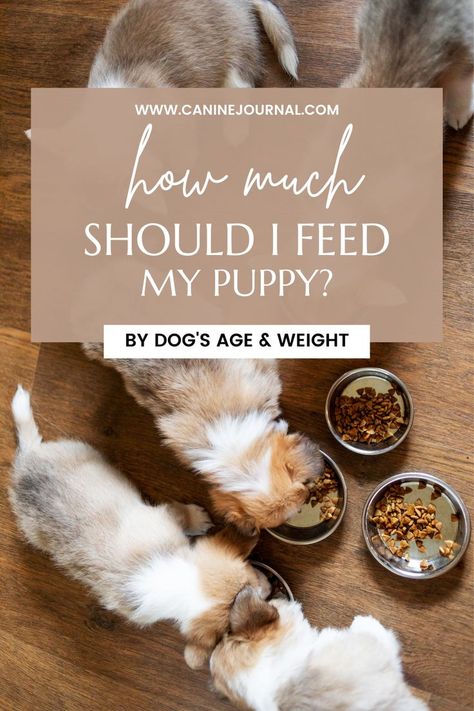 We discuss what a puppy’s diet should consist of, how much a puppy should eat, and how often a puppy should be fed. We hope our puppy feeding guide will help you provide the proper diet for your pup. Puppy Feeding Chart, Dog Nutrition Homemade, Puppy Feeding Guide, Puppy Feeding, Dog Food Allergies, Dog Weight, Dog Ages, Dog Nutrition, Dog Diet