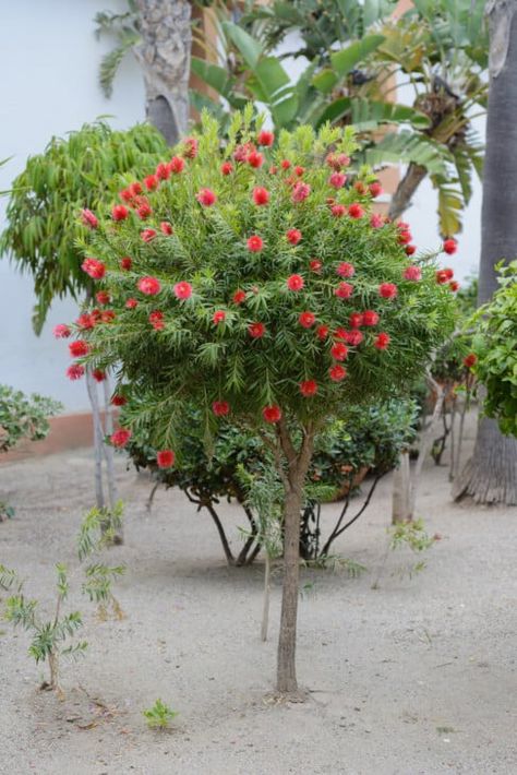 Orange Tree Landscaping, Florida Trees Landscaping Ideas, Trees For Backyard, Tree With Red Flowers, Florida Landscaping Ideas, Trees For Small Gardens, White Flowering Trees, Drought Tolerant Trees, Small Trees For Garden