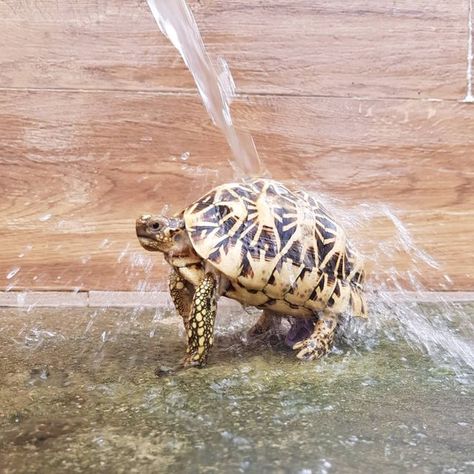 Indian Star Tortoise on Instagram: "Male star tortoise often flashes its hibiscus flower when contacted with water, one way to identify their gender... #startortoise #startortoises #tortoise #tortoises #reptile #reptiles" Star Tortoise, Indian Star Tortoise, Indian Star, Hibiscus Flower, Hibiscus Flowers, Reptiles, Turtles, Tortoise, Hibiscus