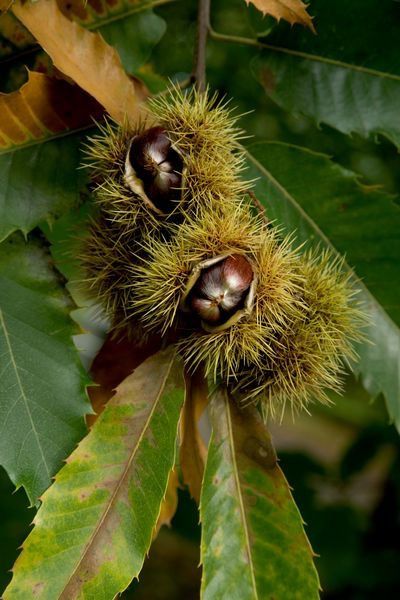 Fungi Reference, Chesnut Tree, Sweet Chestnut Tree, Sweet Chestnut, Chestnut Trees, Cicely Mary Barker, Food Forest, Best Image, Pixel Perfect