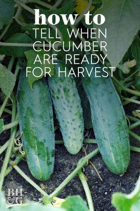 When To Pick Cucumbers, When To Harvest Cucumbers, Vegetable Garden Inspiration, Adu Layout, Fall Vegetable Gardening, Plants Backyard, Cucumber Gardening, Zucchini Plants, Cucumber Plant