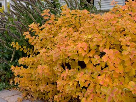 Spiraea Betulifolia, Birchleaf Spirea, Backyard Wooded Landscaping, Spirea Bush, Spirea Shrub, Birch Leaf, Tiny White Flowers, Planting Shrubs, Garden Shrubs