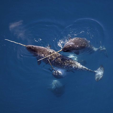 Images of Narwhals - Free The Ocean Narwhal Facts, Ocean Underwater, Narwhal Pictures, Manatees, Sea Wildlife, Unusual Animals, Ocean Whale, Aquatic Animals, Crazy Animals