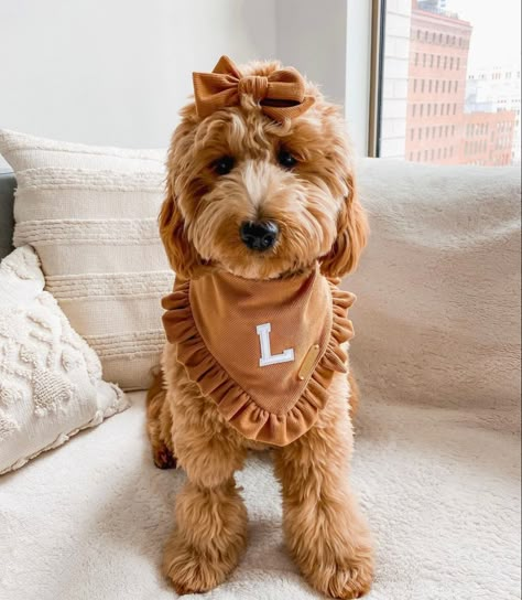 Cute Dog Accessories Diy, Cute Dog Accessories Dog Supplies, Golden Doodle With Hair Bows, Golden Doodle Accessories, Dog Bandana Photoshoot, Aesthetic Dog Bandana, Boho Dog Accessories, Girl Puppy Accessories, Goldendoodle Accessories