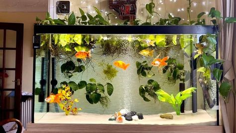 Pretty Goldfish Tank, Fantail Goldfish Aquarium, Planted Goldfish Tank, Goldfish Tank Aesthetic, Gold Fish Tank Ideas, Goldfish Aquarium, Fish Tank Themes, Amazing Aquariums, Goldfish Tank