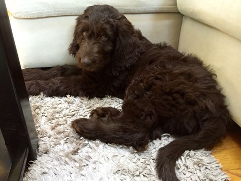 Medium Chocolate Goldendoodle puppy named Wrigley! Chocolate Labordoodle, Chocolate Doodle Dogs, Goldendoodle Chocolate, Chocolate Labradoodle Puppy, Chocolate Goldendoodle, Chocolate Poodle, Chocolate Labradoodle, Labradoodle Dogs, Hypoallergenic Dogs