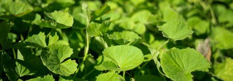 Getting to Know Your Herbal Allies: Brahmi/Gotu Kola (Centella asiatica) | Banyan Botanicals