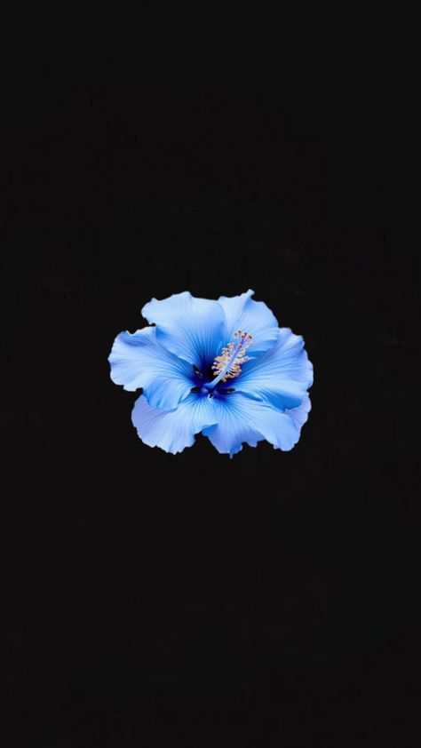 Dark Gray Background, Blue Hibiscus, Dark Grey Background, Flower Blue, Hibiscus Flower, Hibiscus Flowers, Blue Watercolor, Gray Background, Flower Wallpaper