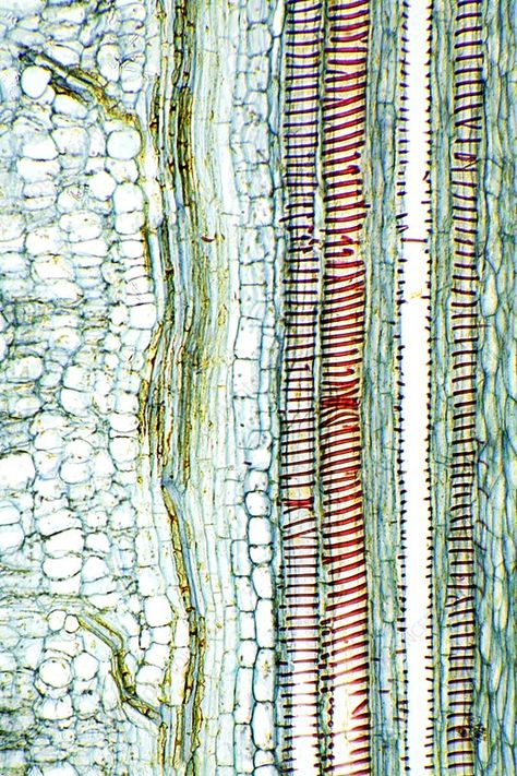 Microscopic Photography, Microscopic Images, Cell Structure, Bio Art, Plant Cell, Science Photos, Poster Size Prints, Plant Stem, Portrait Images