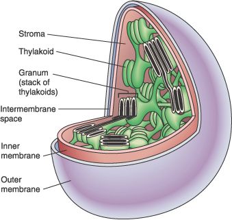 Chemistry for Biologists: Photosynthesis Plants Facts, Theories About The Universe, Electric Universe, Cell Model, Regenerative Agriculture, Carl Sagan, Science Biology, Photosynthesis, Biology