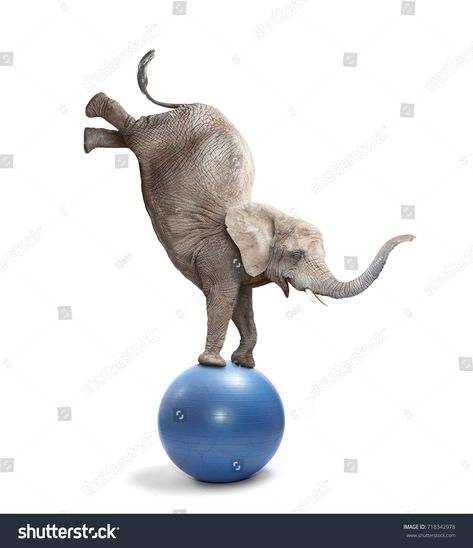 Elephant On Ball, Cupcake Drawing, Tiny Elephant, Vintage Business, Drunk Elephant, African Elephant, Wildlife Animals, Social Media Design Graphics, Business Flyer