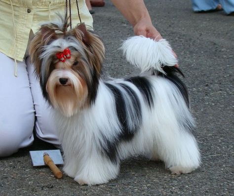 Brewer Terrier, Biewer Yorkshire, Yorkshire Terrier Funny, Biewer Terrier, Yorkie Haircuts, Biewer Yorkie, Yorkshire Terrier Teacup, Yorkshire Terrier Haircut, Pet Stores