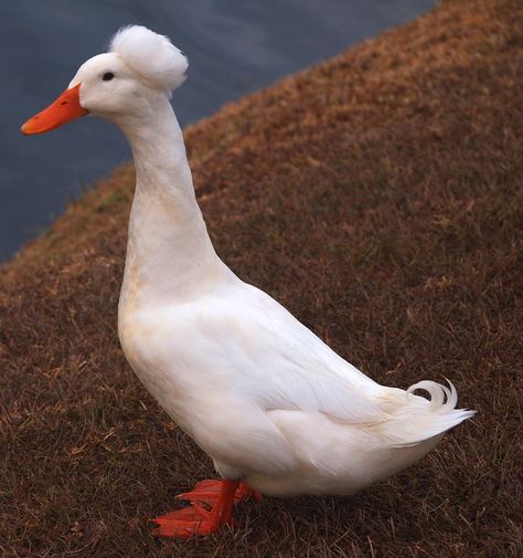 Crested Peking Duck | Crested Peking Duck (Anas platyrhynchos domestica), introduced from ... Peking Duck Pet, Crested Duck, Keeping Ducks, Duck Photos, Pet Duck, Pekin Duck, Duck Breeds, Backyard Ducks, Duck Drawing