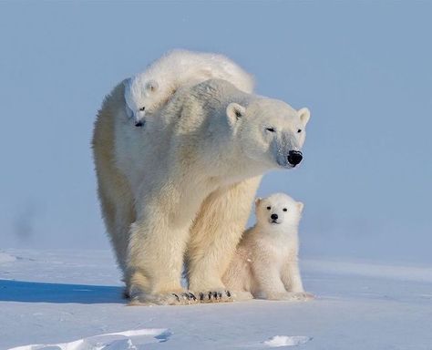 Polar Bear Tattoo, Polar Bear Images, Polar Bear Family, Mom Bear, Baby Polar Bears, Big Puppies, Cat Jokes, Wild Animals Pictures, Cute Polar Bear