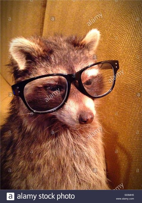 Download this stock image: A raccoon wearing glasses. - S03MH5 from Alamy's library of millions of high resolution stock photos, illustrations and vectors./ Raccoon Wearing Headphones, Raccoon With Glasses, Wearing Headphone, Silly Images, Wearing Glasses, Racoon, Aesthetic Anime, Workout Routine, High Resolution