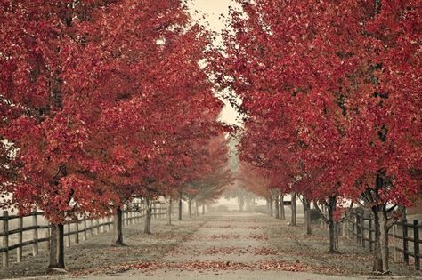 A Red Maple Drive Maple Tree Lined Driveway, Ranch Driveway, Spanish Landscaping, Dream Driveway, Japanese Bloodgood Maple Tree, Barn Landscaping, Driveway Landscape, Sun Valley Red Maple Tree, Maple Farm