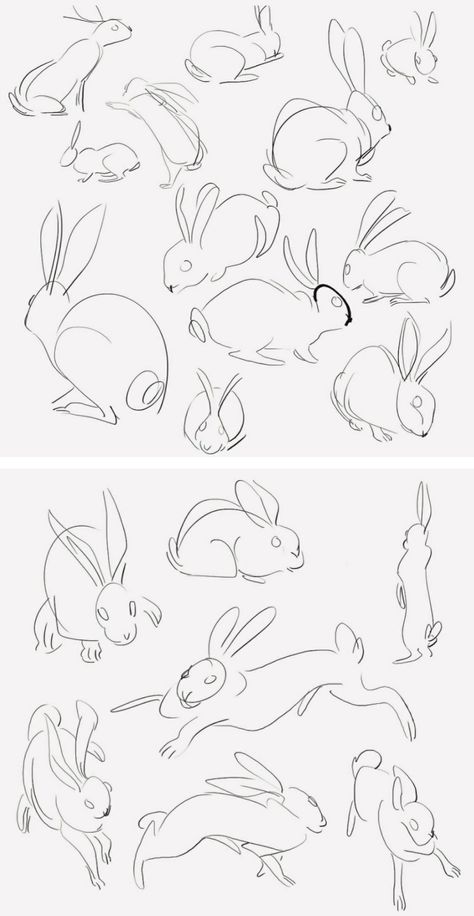 Rabbit sketches Rabbit Base Drawing, Rabbit Anatomy Illustration, Rabbit Anatomy Drawing, Angora Rabbit Drawing, How To Draw Rabbits, Rabbit Reference Drawing, Drawing A Rabbit, Bunny Pose Reference, Rabbit Drawing Reference