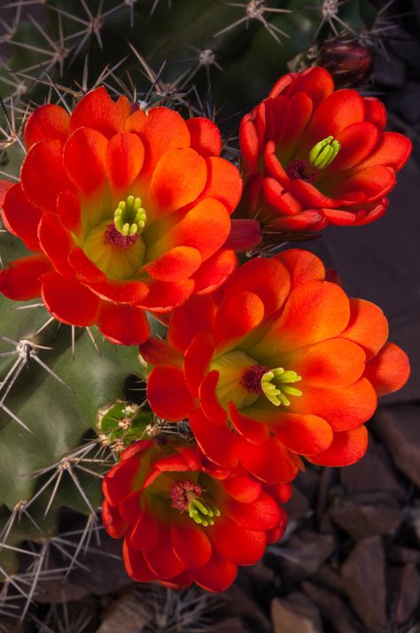 Desert Arizona, Cactus Pictures, Desert Bloom, Cactus Blossoms, Blooming Cactus, Desert Botanical Garden, Theme Tattoo, Desert Flowers, Arizona Desert