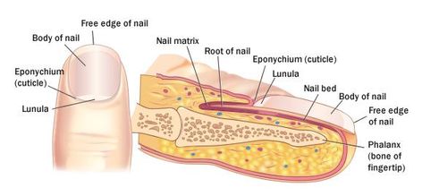 Fingernails are keratinized and function in grooming, picking apart food, and other manipulations. The nail originates in the nail matrix where constant new growth is occurring through mitosis. The hyponychium marks the area below the nail while the eponcyhium is the cuticle resting above the nail. The lunula is a whitish half-moon-like shape with its base originating out of the nail matrix. Model Anatomy, Nail Model, Medical Assistant Student, Integumentary System, Anatomy Sculpture, Medical School Inspiration, Nail Prep, Nail Bed, Bones And Muscles