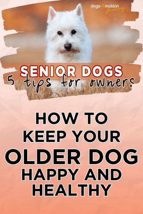 Throughout the aging process, many physical, metabolic, and psychological changes take place that affect the health and mental state of older dogs. However, this is not a reason to exclude our oldie from dog activities and social life. Read our advice for senior dog owners and 5 tips on how to help our older dogs enjoy a long, happy, and quality life with proper dog care and an adapted lifestyle. Here is how to care for your senior pooch! I Dog advice I Life with a dog Life With A Dog, I Dog, Senior Dogs Care, Dog Advice, Medication For Dogs, Elderly Dogs, Dog Enrichment, Dog Health Tips, Senior Dogs