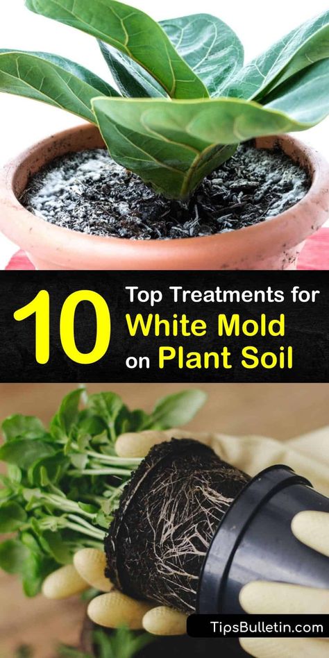 Mold Removal, Household Plants, Plant Pests, Plant Tips, Plant Fungus, Plant Care Houseplant, Plant Hacks, Inside Plants, Growing Plants Indoors