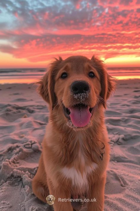 Golden Retriever Puppies, A Golden Retriever, The Golden Hour, Retriever Puppies, Little Animals, Love Everyone, Retriever Puppy, Lucky Day, Beach Vibes