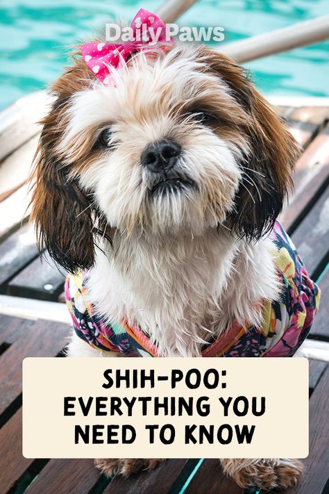 This Shih-tzu poodle mix is versatile and adorable. Learn everything you need to know about this dog breed. #breeds #petbreeds #breedroundup #catbreeds #kittenbreeds #dogbreeds #bestcatbreeds #bestdogbreeds Shih Tzu Poodle Mix Puppies, Shitzu Poodle Mix Puppies, Shitzu Poodle Mix, Shitzu Poodle, Shih Tzu Poodle Mix, Shih Poo Puppies, Poodle Mix Puppies, Best Cat Breeds, Shih Tzu Poodle