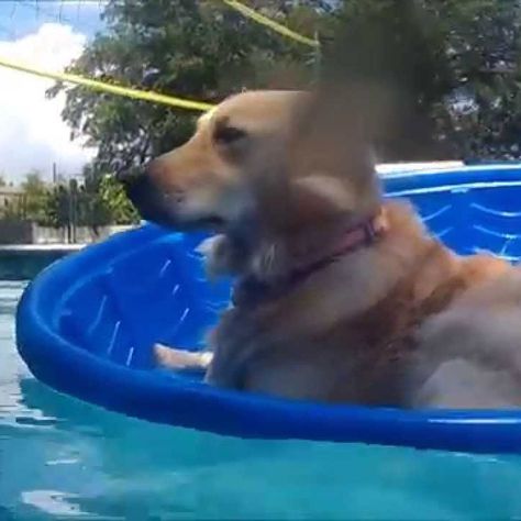 Dog Pool Ideas, Dog Pool Floats, Swimming Pool Ideas, Dog Swimming Pools, Pool Floaties, Pool Rafts, Dog Pool, Dog Swimming, Diy Dog Bed