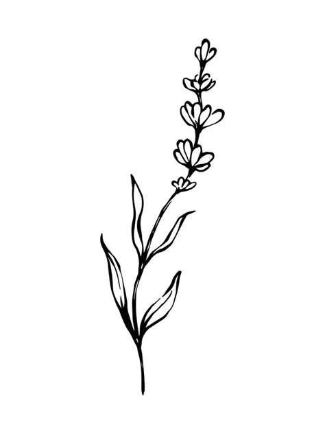 Lavender hand drawn black and white botanical illustration. Linear freehand drawing. Heather Illustration, Lavender Drawing, Lavender Illustration, Heather Flower, Freehand Drawing, Plant Room, Flower Line Drawings, Taxidermy Art, Linocut Art