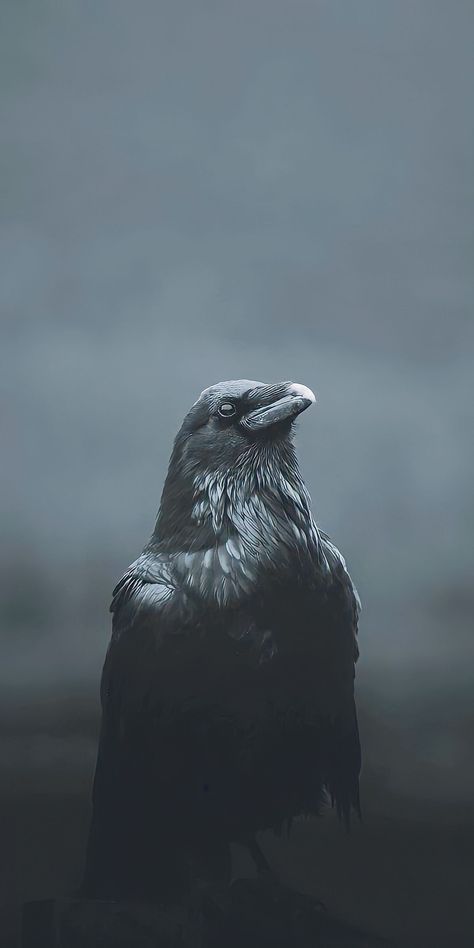 Black Crow Wallpaper, Eagle Images, Border Ideas, Cute Borders, Dark Times, Floral Wallpaper Iphone, Black Birds, Crazy Wallpaper, Cute Couple Outfits