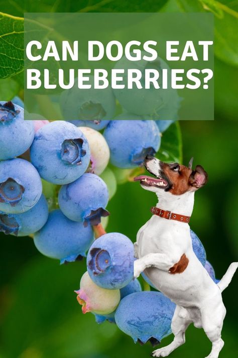 Blueberries, popular with many people but how about dogs? Can they eat them too? Can Dogs Eat Blueberries, About Dogs, Can Dogs Eat, Dog Eating, Base Foods, Many People, Plant Based Recipes, Blueberries, Spaniel