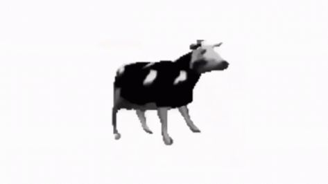 Polish Dancing Cow, Dancing Polish Cow, Carrd Gif, Cow Dancing, Herbivorous Animals, Random Gif, Dancing Gif, Banner Gif, What’s Going On