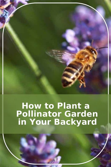 Ready to level up your gardening game? Planting a garden for pollinators is not as complex as you might think. Discover how the right native plants can totally transform your yard into a pollinator's paradise. Veggie Garden Design, Veggie Garden Beds, Veggie Garden Layout, Planting A Garden, Natural Plant Food, Butterflies And Hummingbirds, Bee Friendly Plants, Pollinator Plants, Garden Arches