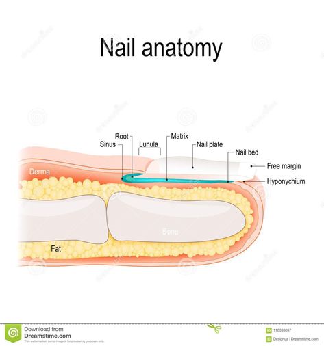 Nail Anatomy, Nail Disorders, Nail Tech School, Healthy Heart Tips, Business Nails, Image Nails, Nail Courses, Anatomy Models, Women Health Care