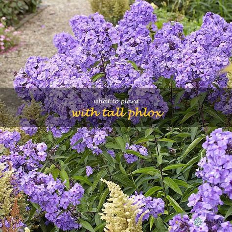 Tall Phlox, Phlox Plant, Phlox Flowers, Phlox Paniculata, Flower Garden Plans, American Meadows, White Flower Farm, Best Perennials, Easy Landscaping