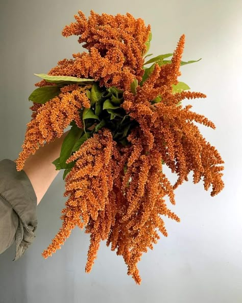 Bronze Amaranthus, Flower List, Flower Catalog, Flower Varieties, Plant Goals, Flower Stems, Colorful Bouquet, Brown Flowers, Flower Therapy