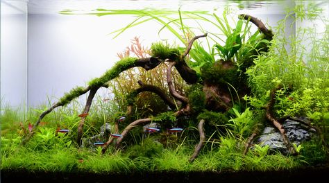 Spider Wood Aquascape, Wood Aquascape, Nano Aquascape, Aqua Scaping, Aquascape Ideas, Fish Aquarium Decorations, Aquarium Garden, Fish Tank Terrarium, Amazing Aquariums