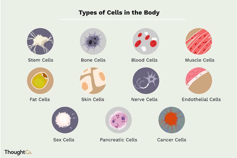 The body contains trillions of cells that come in varying shapes and sizes. Explore some of the different types of cells in the body. Human Cell, Human Body Worksheets, Science Aesthetic, Paramedic School, Cells Worksheet, Cells Project, Cell Organelles, Types Of Humans, Biology Classroom