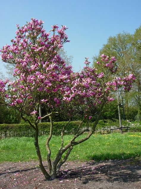 Magnolia Susan, Front Garden, Secret Garden, Magnolia, Plants, Design