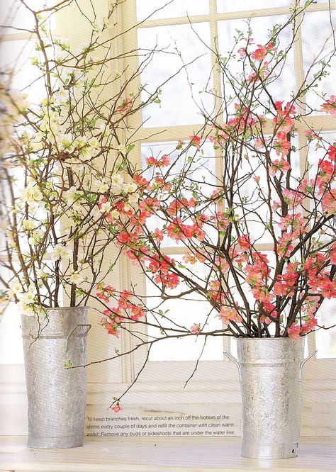 flowering quince Branches Floral Arrangement, Flowering Branches In Vase, Quince Branches In Vase, Quince Branches, Upstairs Decor, Twigs And Branches Decor Vase, The Harbingers, January Flowers, Tree Branch Centerpieces Afloral