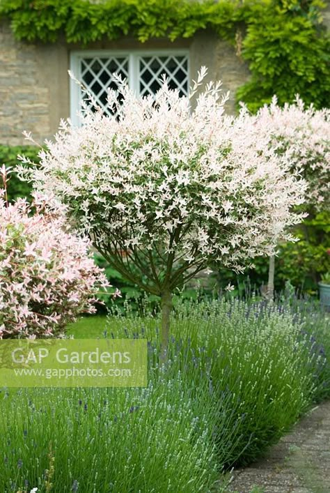 Salix integra 'Hakuro-nishiki'. Standards along path underplanted with lavender Hakuro Nishiki, Rice Image, Salix Integra, Back Garden Landscaping, Small City Garden, Front Garden Design, Back Garden Design, Farmhouse Landscaping, Front Landscaping