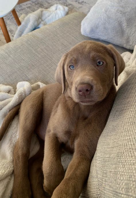 Silver Lab Puppy, Brown Lab Puppy, Lola Aesthetic, 19 Aesthetic, Silver Lab Puppies, Brown Lab, Yellow Lab Puppies, Dog Days Are Over, Brown Labrador