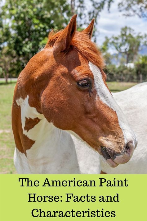 Facts about the unique American Paint Horse.#Paint horse,#facts,#american paint horse,#characteristics Paint Horses Breed, Unusual Horse Colors, Horses With Unique Markings, Tri Color Paint Horse, American Paint Horse Photography, Different Horse Breeds, American Paint Horse, Horse Facts, American Paint