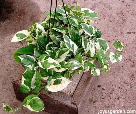 Pothos Glacier Pothos Glacier, N’joy Pothos, Pothos Plant Care, Plants Wishlist, Easy To Grow Houseplants, Neon Pothos, Making Plant Pots, Indoor Herb, Plant Hacks