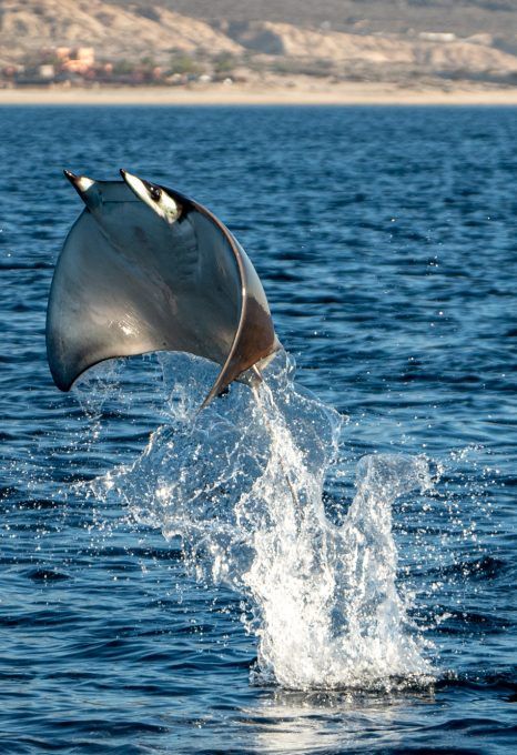 Protecting Baja's devils: The conservation of Mexico’s mobula ray aggregations - Oceanographic - Oceanographic Mobula Ray, Manta Ray Aesthetic, Sting Rays, Stingray Aesthetic, Giant Manta, Water Animals, Marine Conservation, Manta Ray, Beautiful Sea Creatures